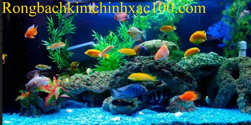 Dự đoán điềm báo chung của giấc mơ thấy bể nuôi cá cảnh