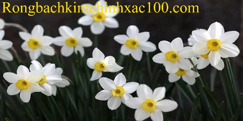 Mơ thấy bông hoa thường là điềm báo may mắn