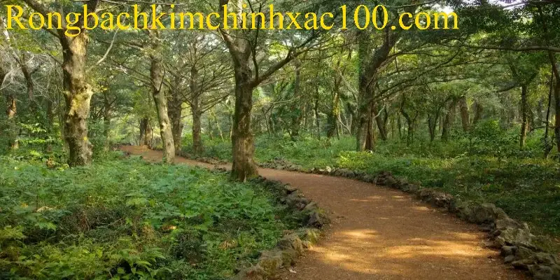 Yếu tố tâm linh và phong thủy khi mơ thấy bụi cây