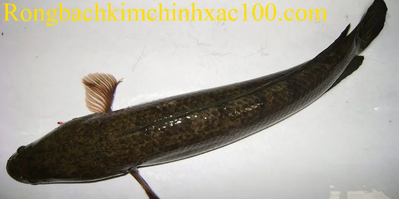 Điềm báo chung của các giấc mơ thấy cá chuối