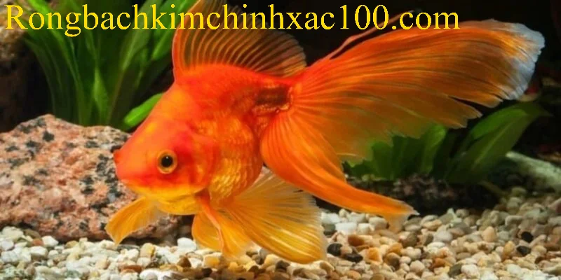 Nằm mơ thấy cá vàng mang đến nhiều thông điệp