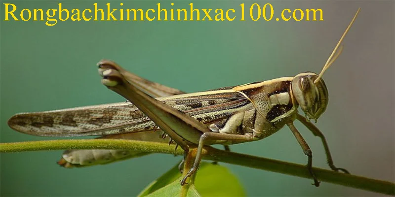 Ngủ mơ thấy cào cào thường mang điềm báo tốt