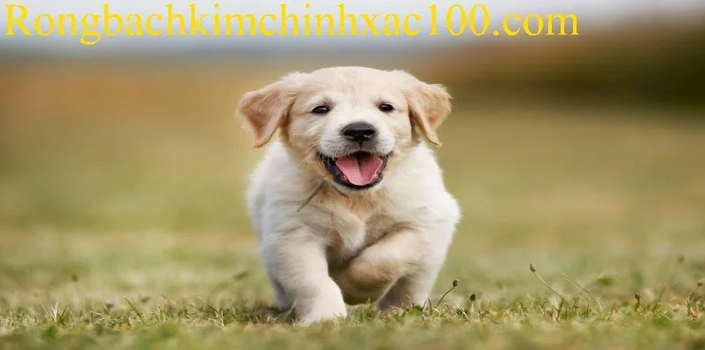 Mơ Thấy Con Chó - Ý Nghĩa Biểu Trưng Và Luận Giải Chi Tiết