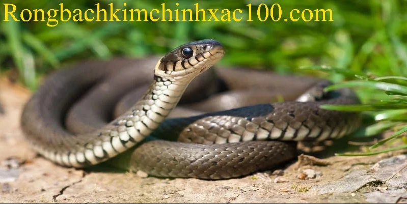 Mơ Thấy Con Rắn - Luận Giải Ý Nghĩa Và Dấu Hiệu Liên Quan